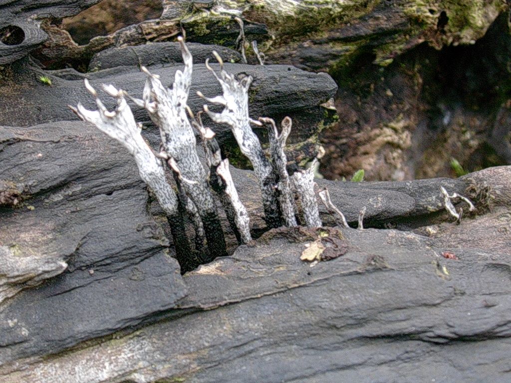 1960 Aprile vecchio ritrovamento